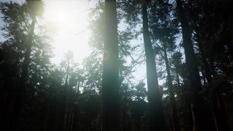 Riesenmammutbäume-Im-Sommer-Im-Sequoia-Nationalpark,-Kalifornien